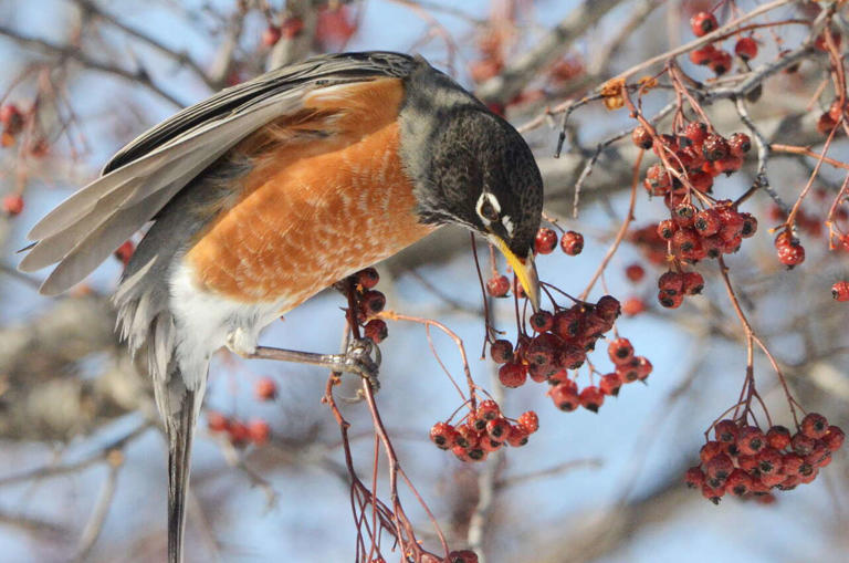Tom Lounsbury: Why robins should not get all the credit as Michigan’s ...