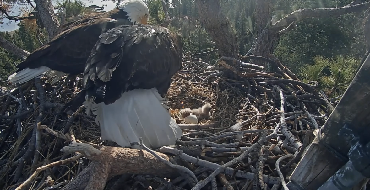 2 eaglets hatch for Big Bear Lake’s Jackie and Shadow