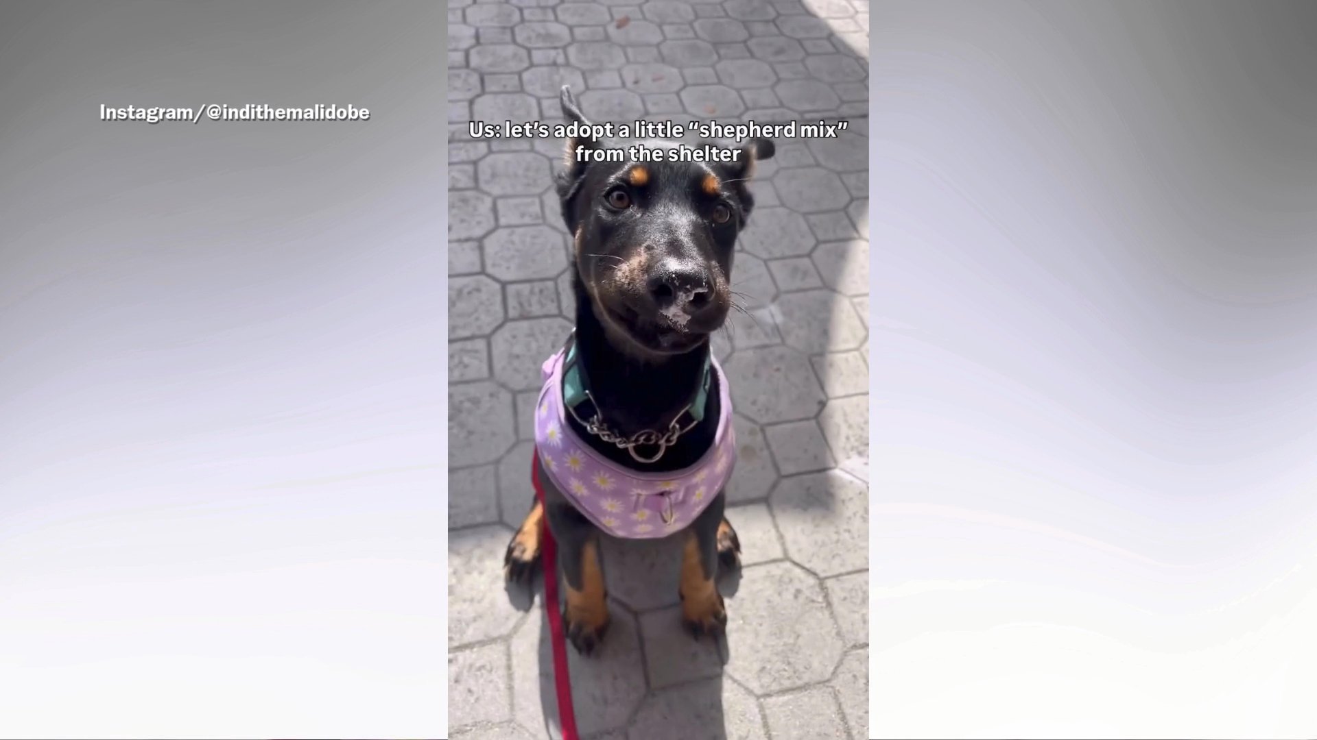 Couple adopts pup who won’t stop biting