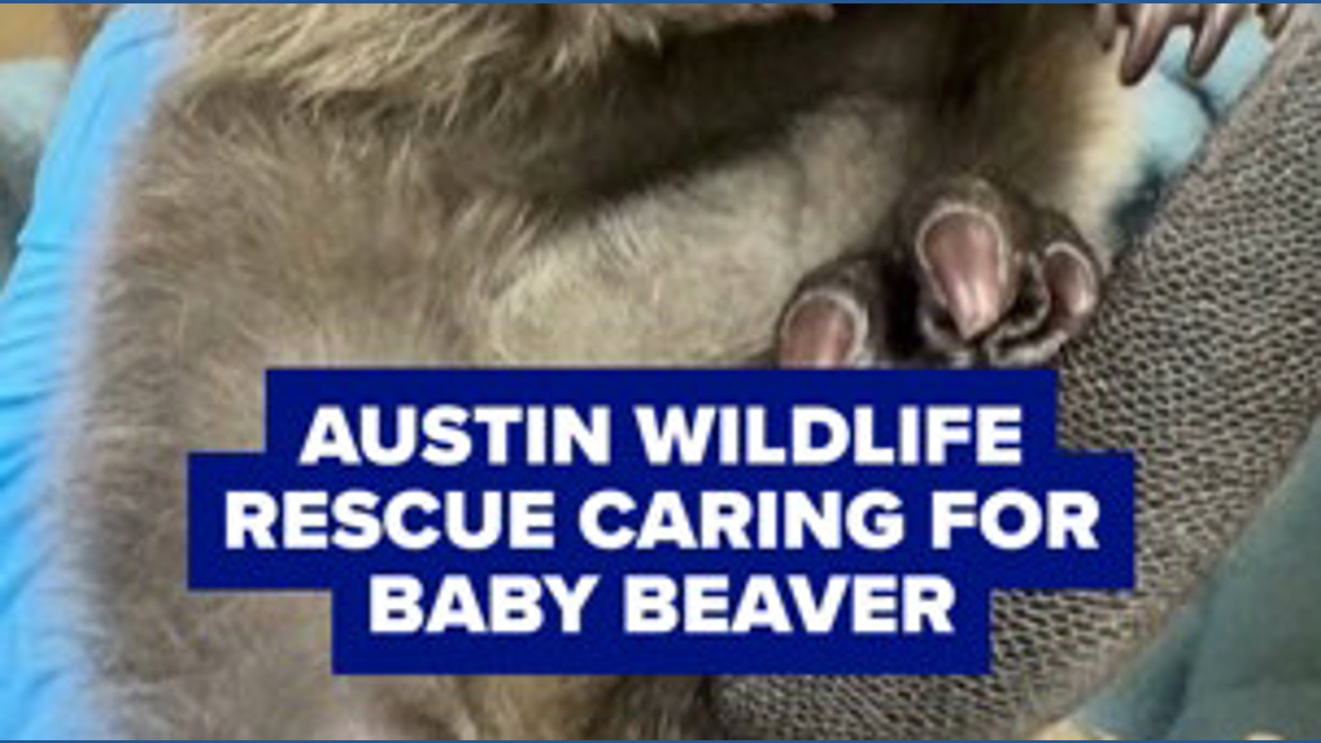 Austin Wildlife Rescue rehabilitating baby beaver
