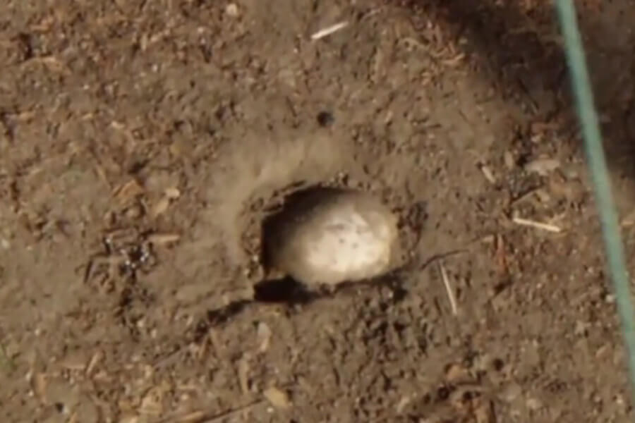 Family finds possible human remains during Easter egg hunt