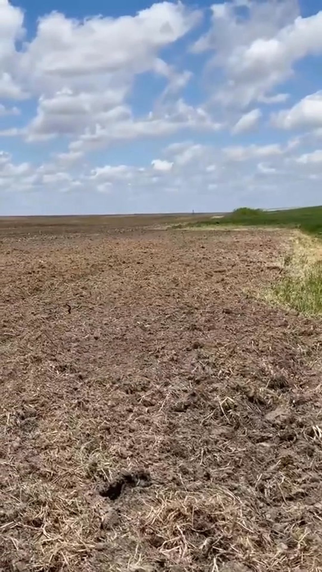 Planting big sweet corn