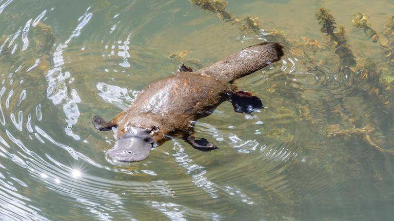 The familiar mammals that emerged during the age of the dinosaurs