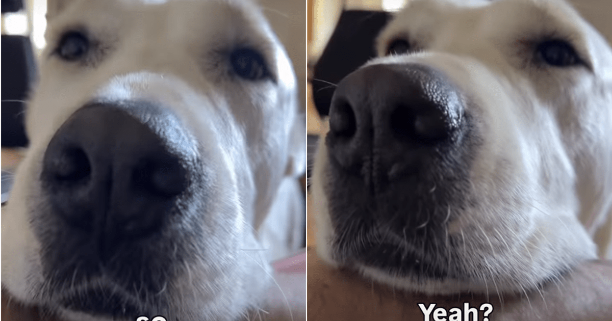 Dog's face makes it hard for owner to deny her a trip outside