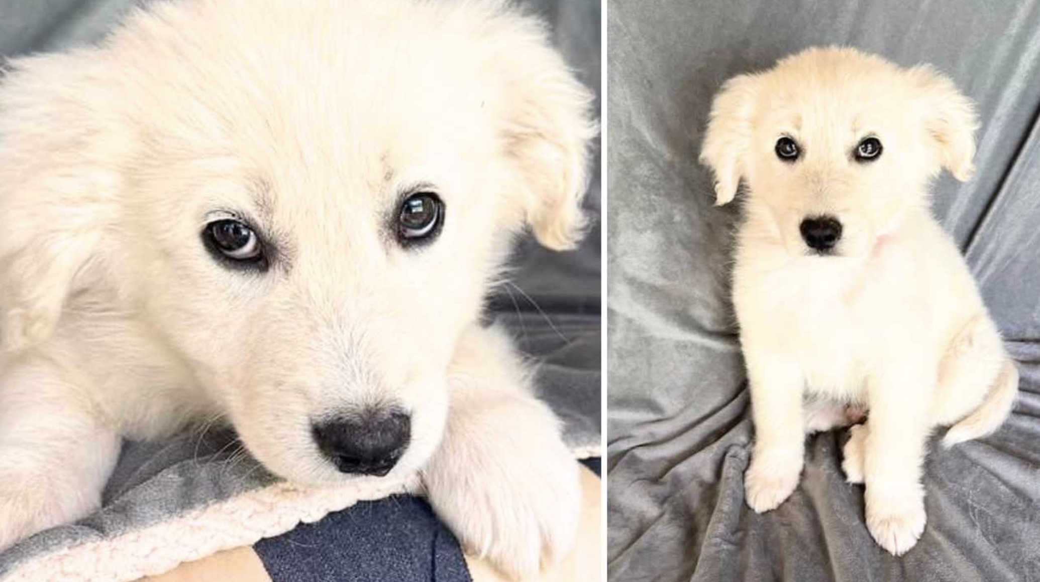 13lb Great Pyrenees mix puppy searching for new home after rescue from ...