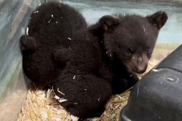 Orphaned bear cubs 'distressed' and 'traumatized' after shooter ...