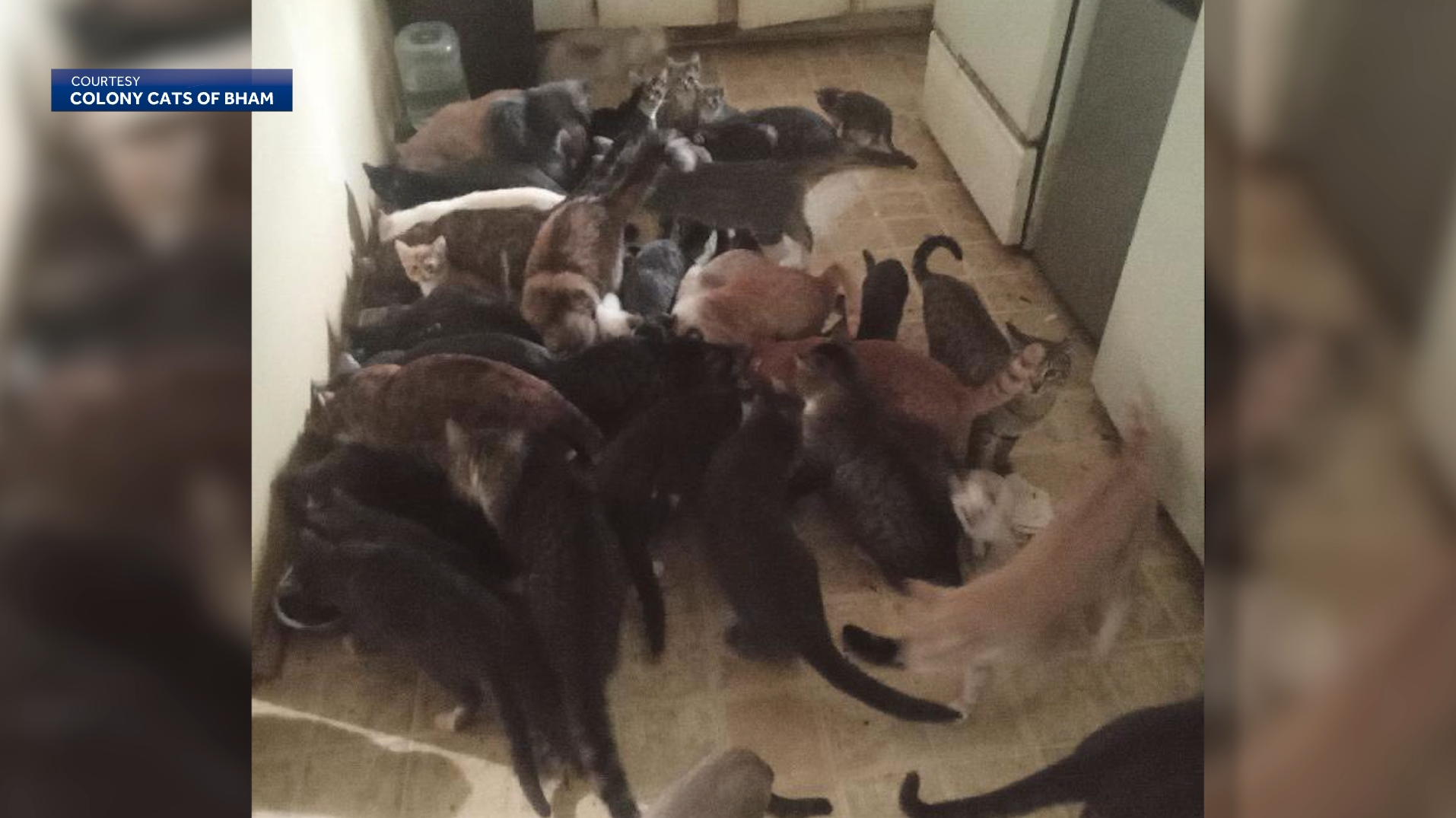Alabama rescue strained after intake of nearly 100 cats from single ...