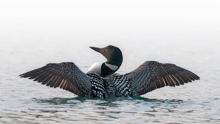 As icy conditions cause loons to crash land, experts share what to do ...