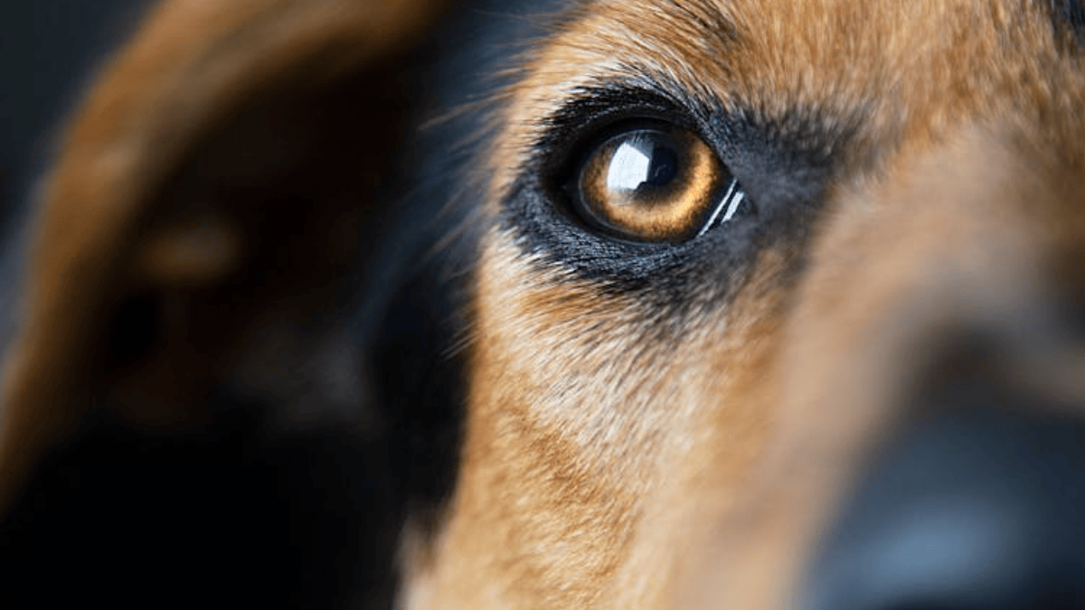Einstein on four legs: 7 signs your pet has a high emotional IQ