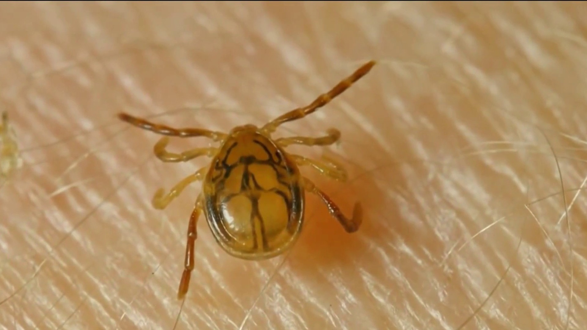 New tool aims to combat tick-borne diseases in Virginia