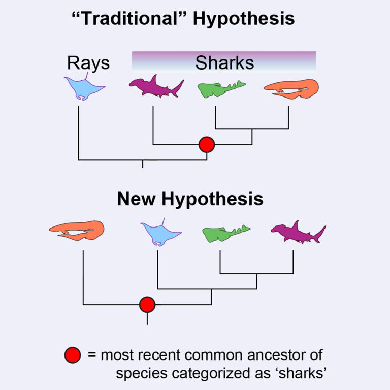 There's no such thing as a shark, suggest scientists