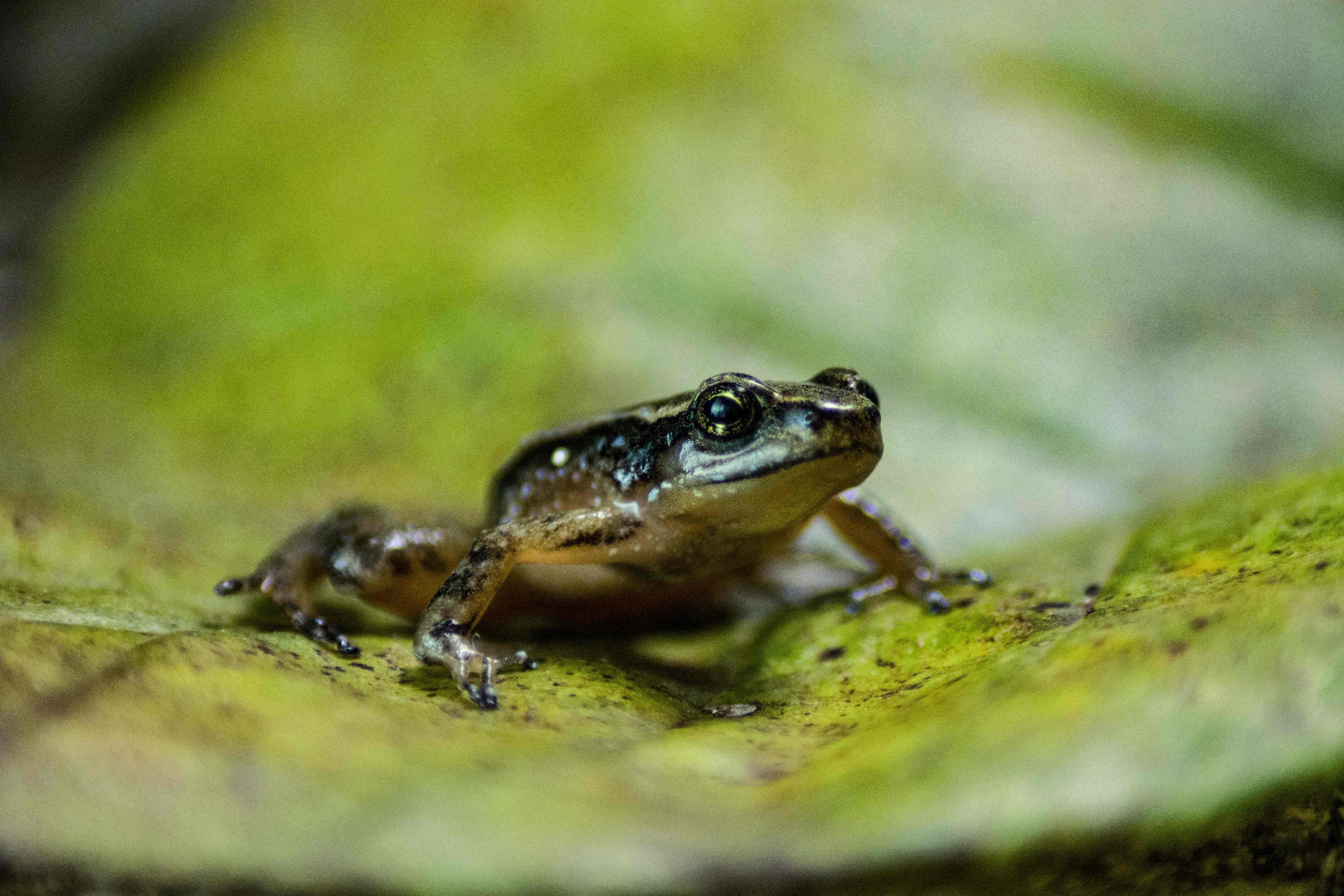 Scientists discover new frog species that carries young in its back ...