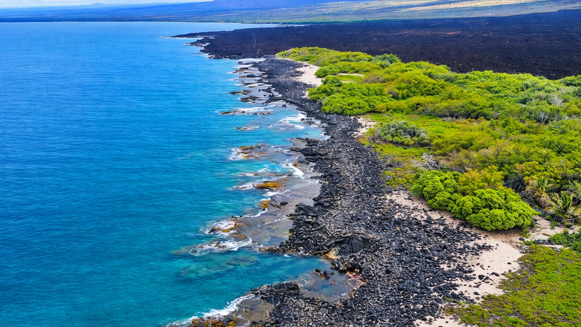 Could this be nature’s most striking color contrast?