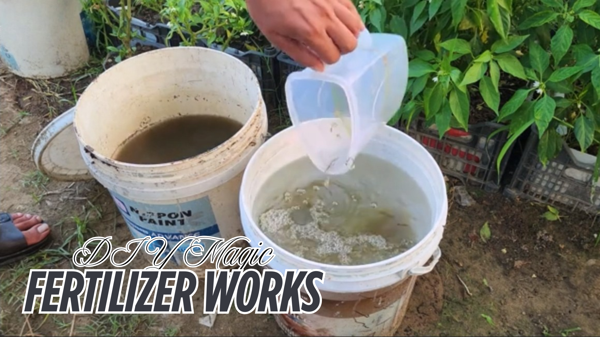 Transform your plants using this simple DIY fertilizer