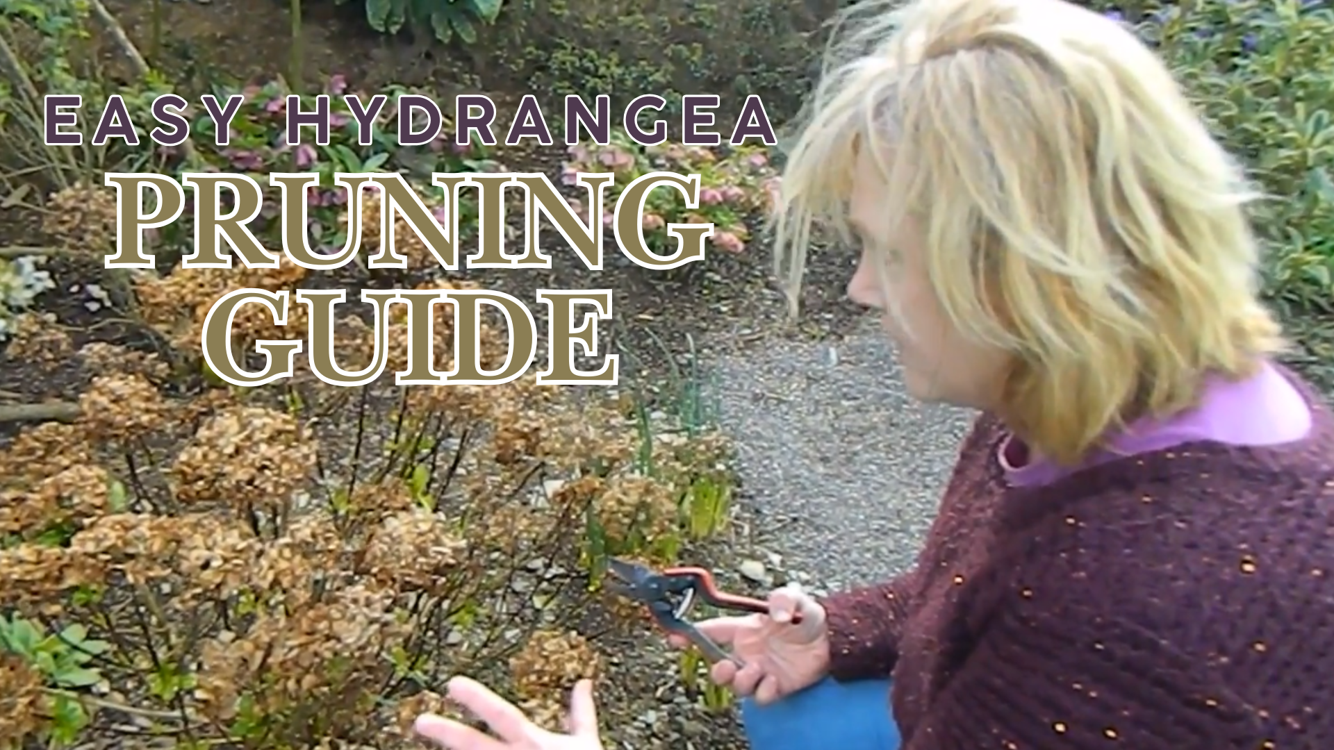 Simple hydrangea pruning techniques for all varieties