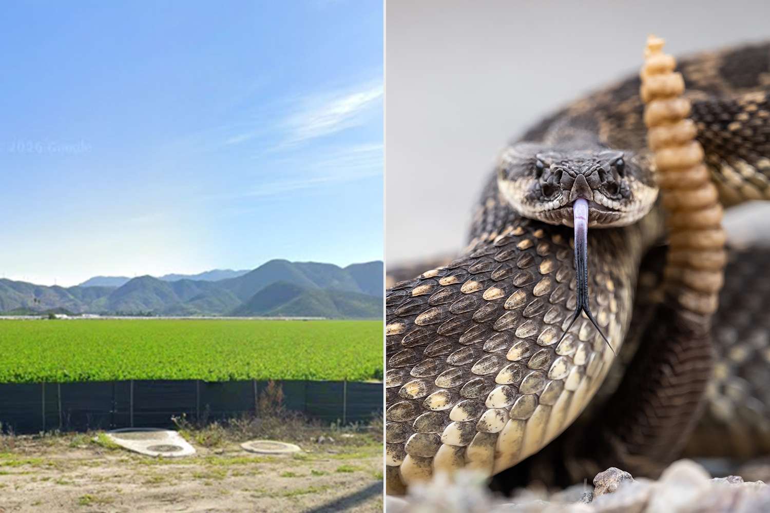 Sixth victim bitten by rattlesnake in Southern California county in ...