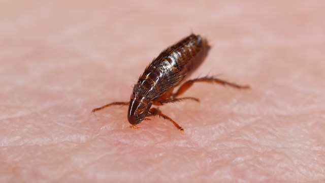 Health officials report record number of potentially fatal typhus cases: 