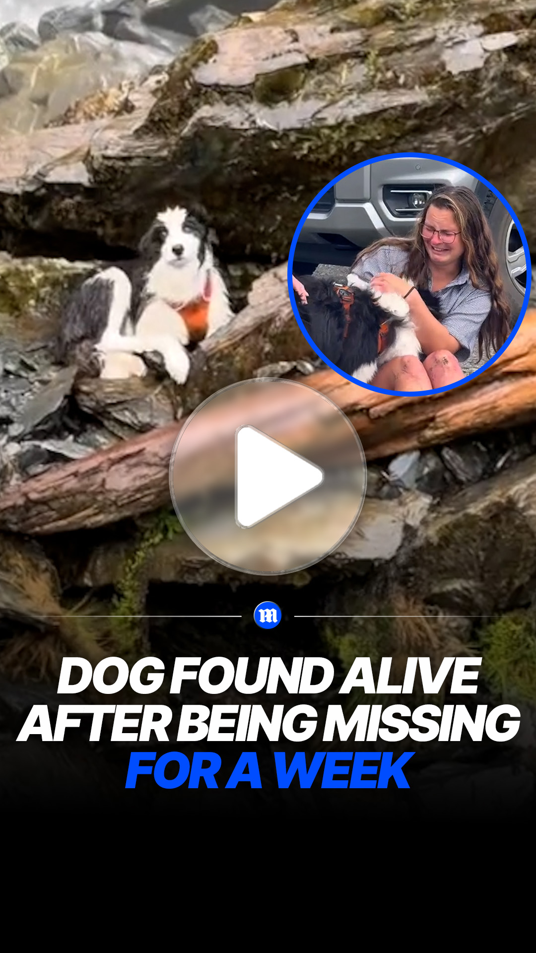 Missing dog found alive after week in New Zealand wilderness