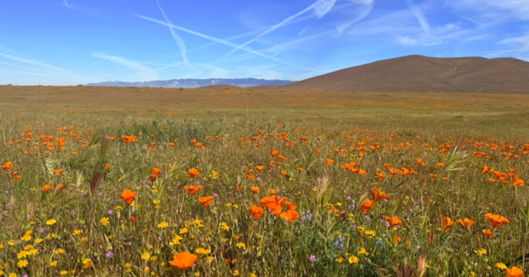 These 6 nature trails in Southern California are springtime magic