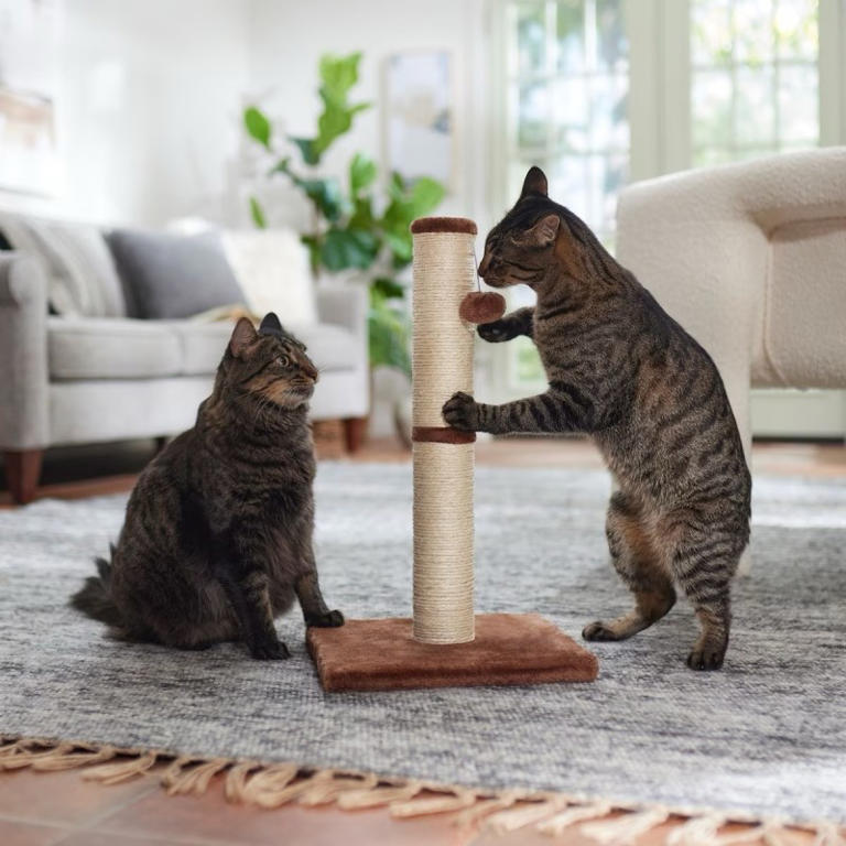 Chewy's simple $15 cat scratching post is a must for keeping claws in check