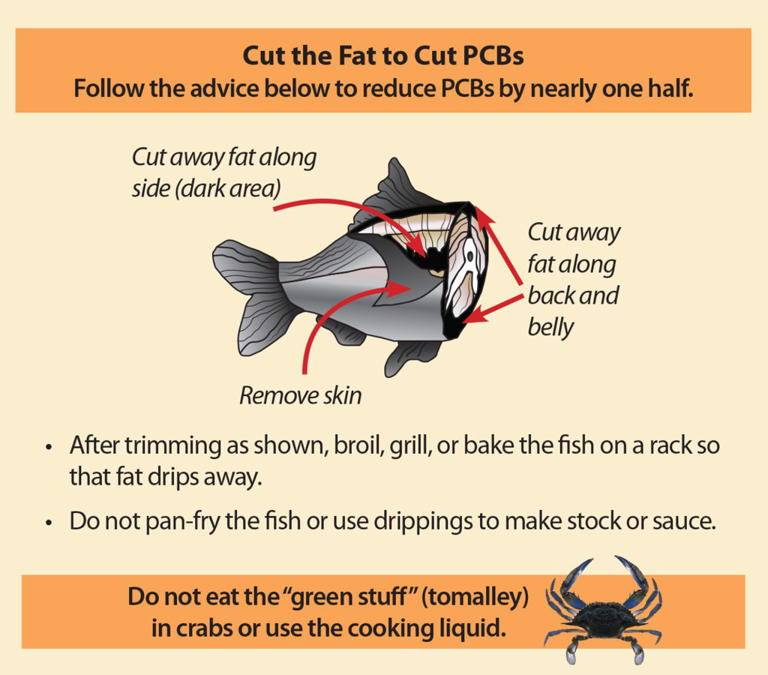 Holy carp! State says Hudson River fish is safe to eat after 50 years ...