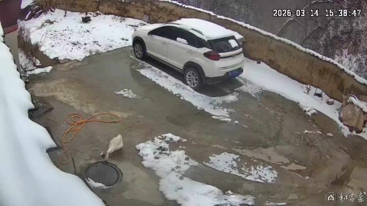 Duck falls into manhole after cover flips in Gansu, China