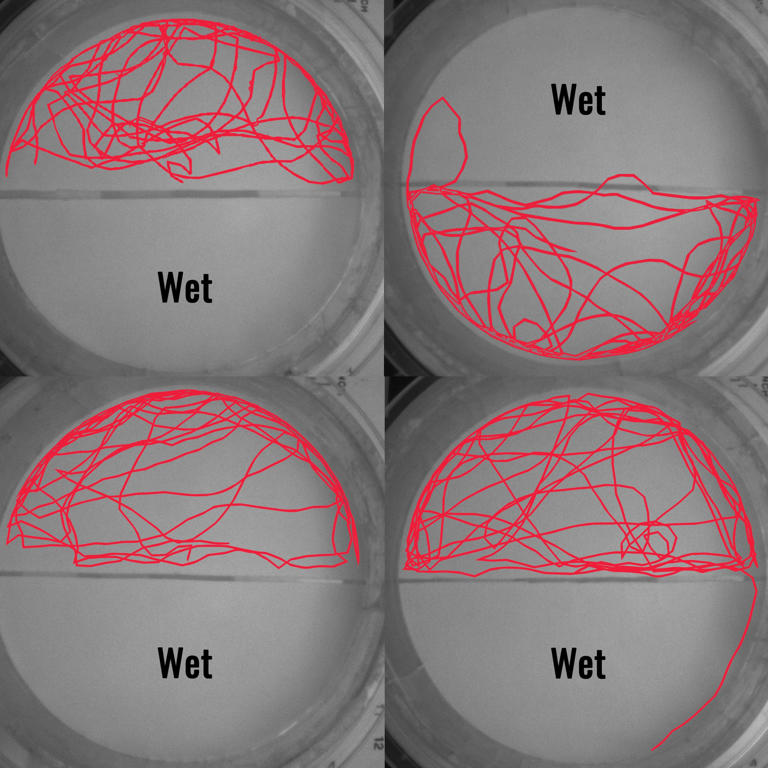 💧 Unexpected: Water, a natural repellent against bed bugs?
