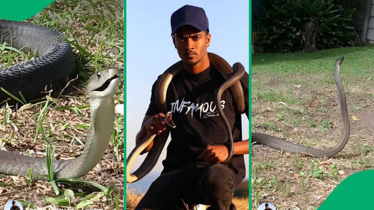 Danger and beauty in one package: Black mamba dances on its tail, SA ...