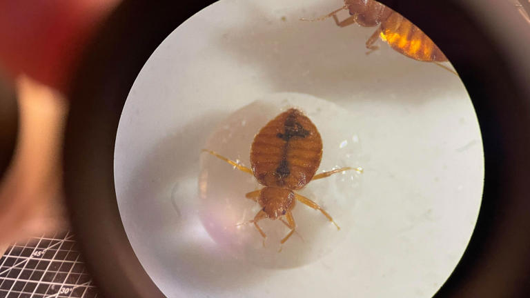 💧 Unexpected: Water, a natural repellent against bed bugs?