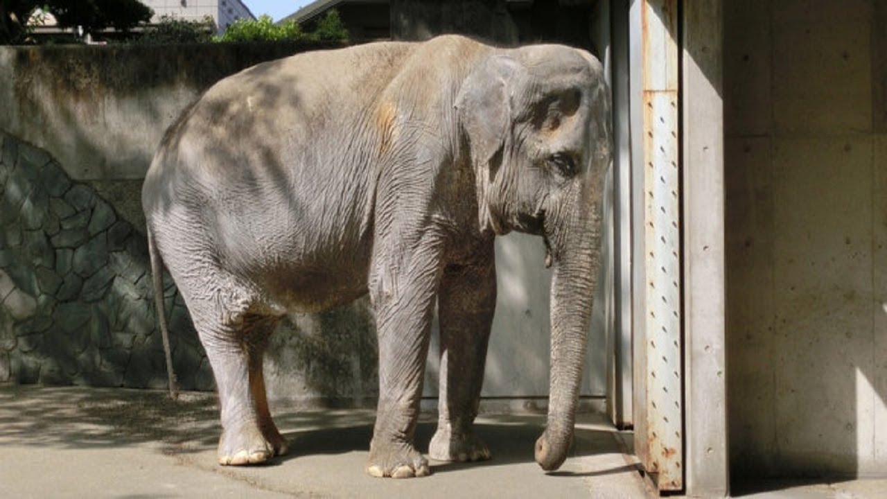 Depressed elephant found living in a concrete cell for 61 years