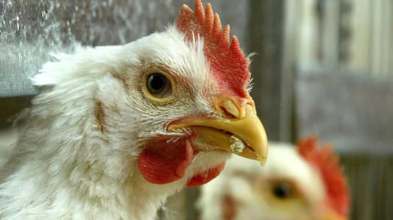 Spring migration stokes concerns of avian flu for Quebec poultry farmers
