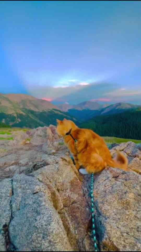 Life with an adventure cat is never boring
