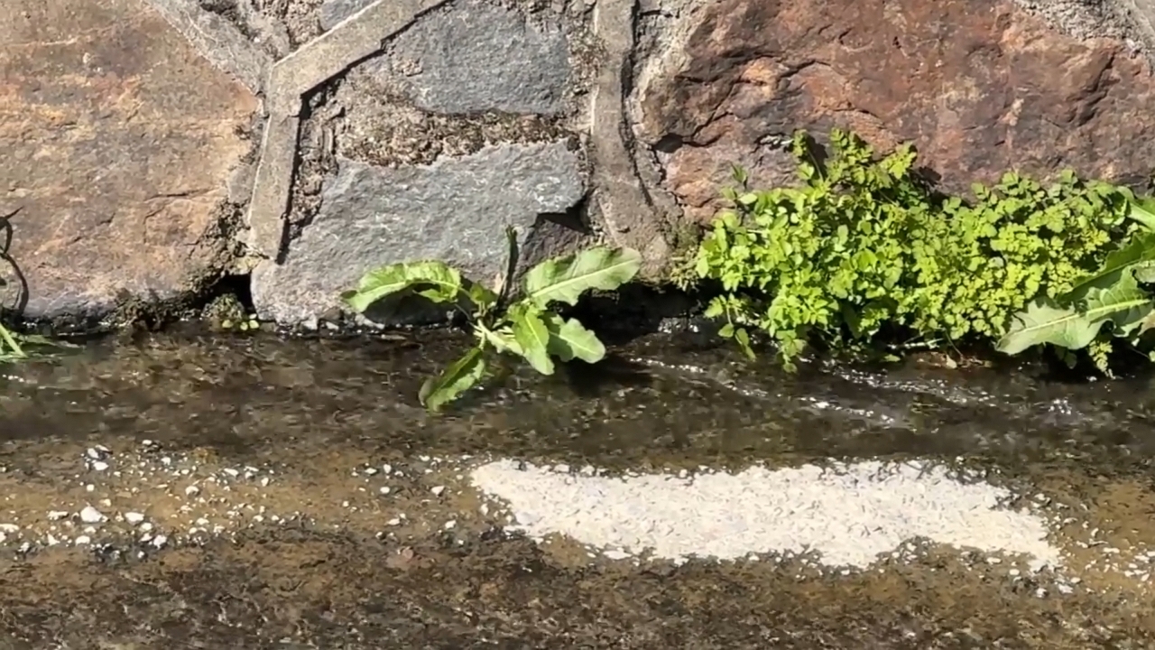 Wild lettuce leaves sway gently in flowing stream in Zhejiang, China