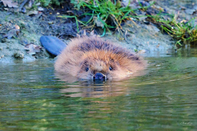 Watch as beavers move in to Southill Estate - the first in the county ...
