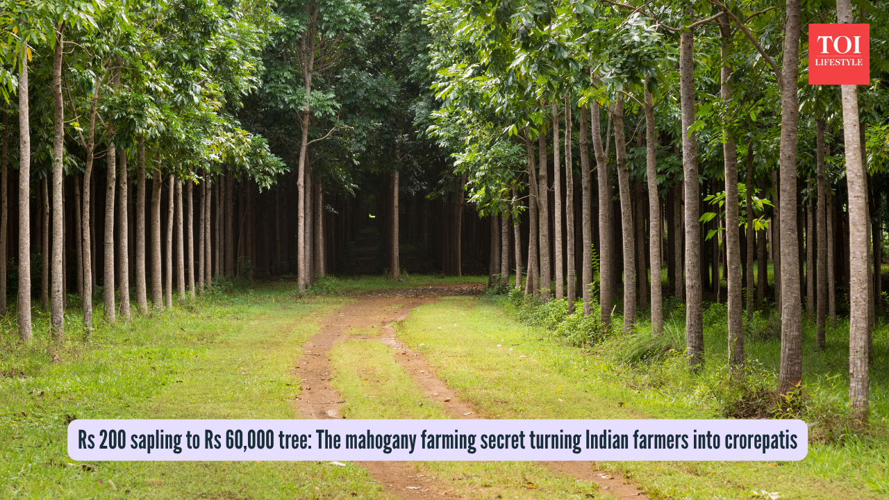 Rs 200 sapling to Rs 60,000 tree: The mahogany farming secret turning ...