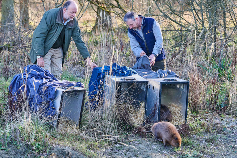 Watch as beavers return to Bedfordshire for the first time in more than ...