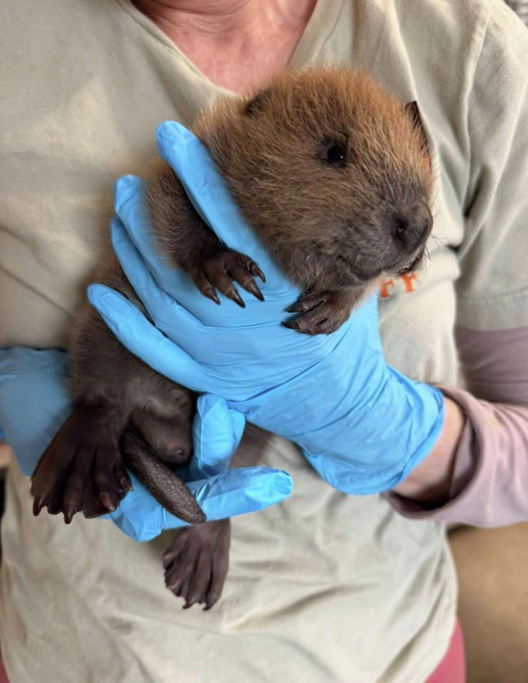 Rare baby beaver rescued in Austin after storms, wildlife group says