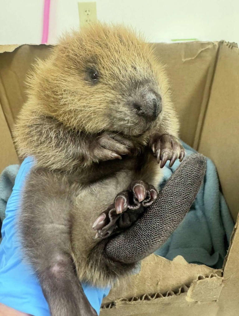Rare baby beaver rescued in Austin after storms, wildlife group says