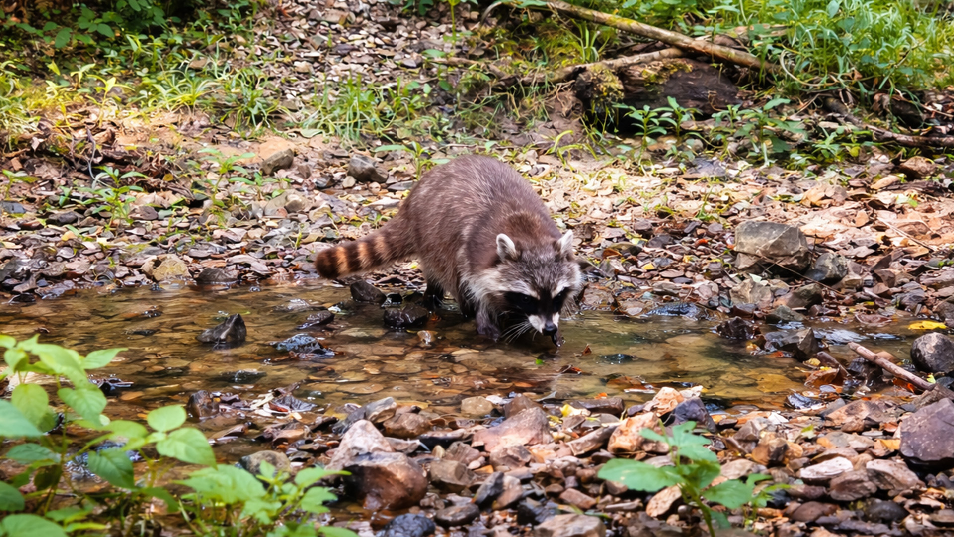 Our hidden camera caught a raccoon turning stones
