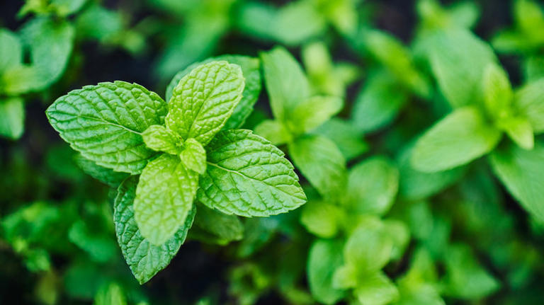 Keep squirrels out of your garden with this fragrant herb