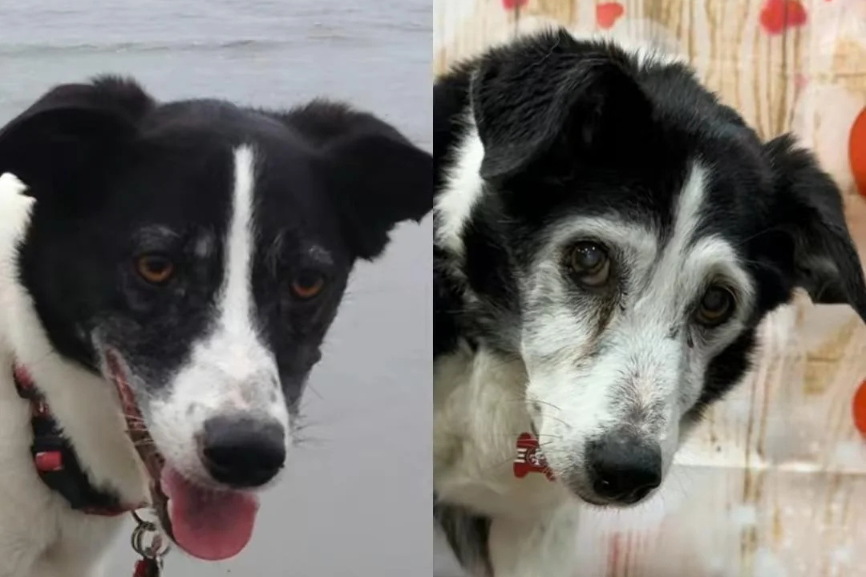 Border collie and Jack Russell mix aging gracefully aged 20 melts hearts