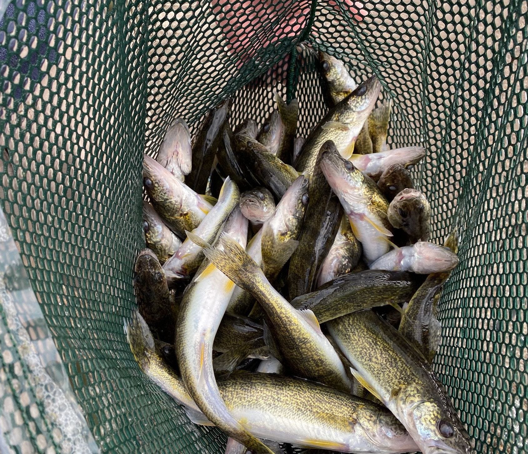 Do Wisconsin hatcheries have a walleye problem?