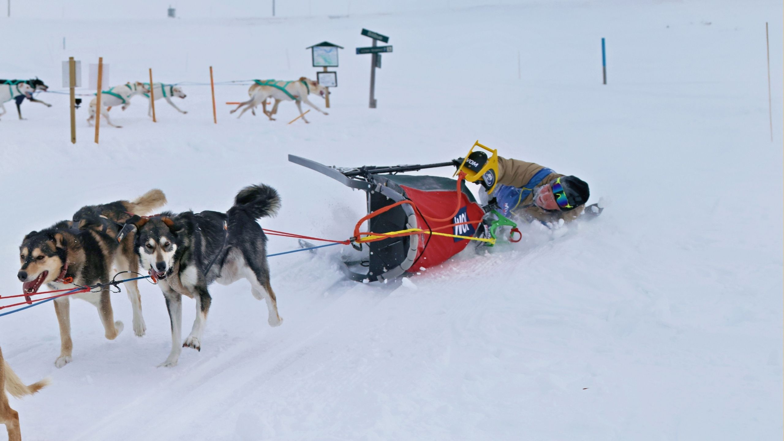 Dogsled racer saves fellow competitor getting dragged along | Wild-ish TV