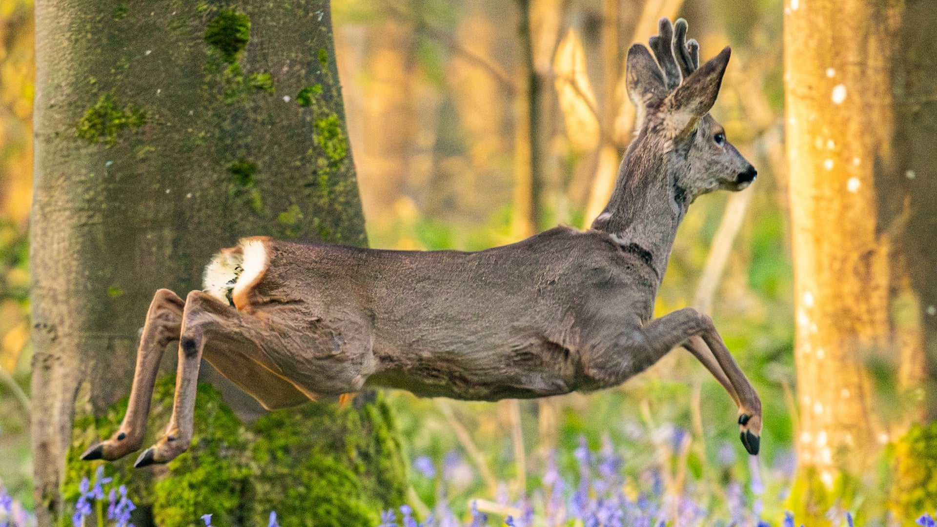 Beautiful roe deer spotted among bluebells in UK woodland