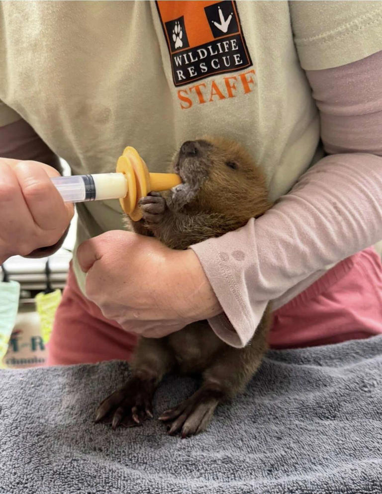 Rare baby beaver rescued in Austin after storms, wildlife group says