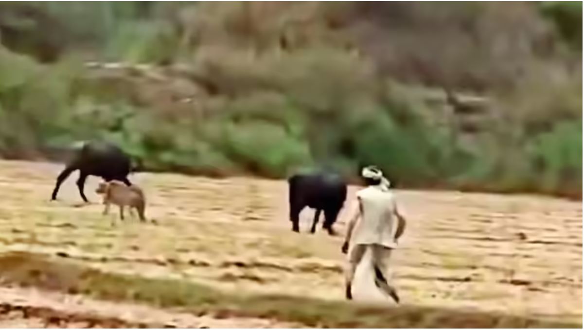 Madhya Pradesh farmer chases away cheetah, forest officials call it ...
