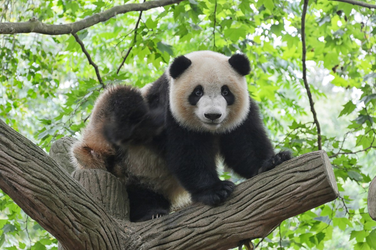 Watch this adorable baby panda's first attempts at running—it's a ...