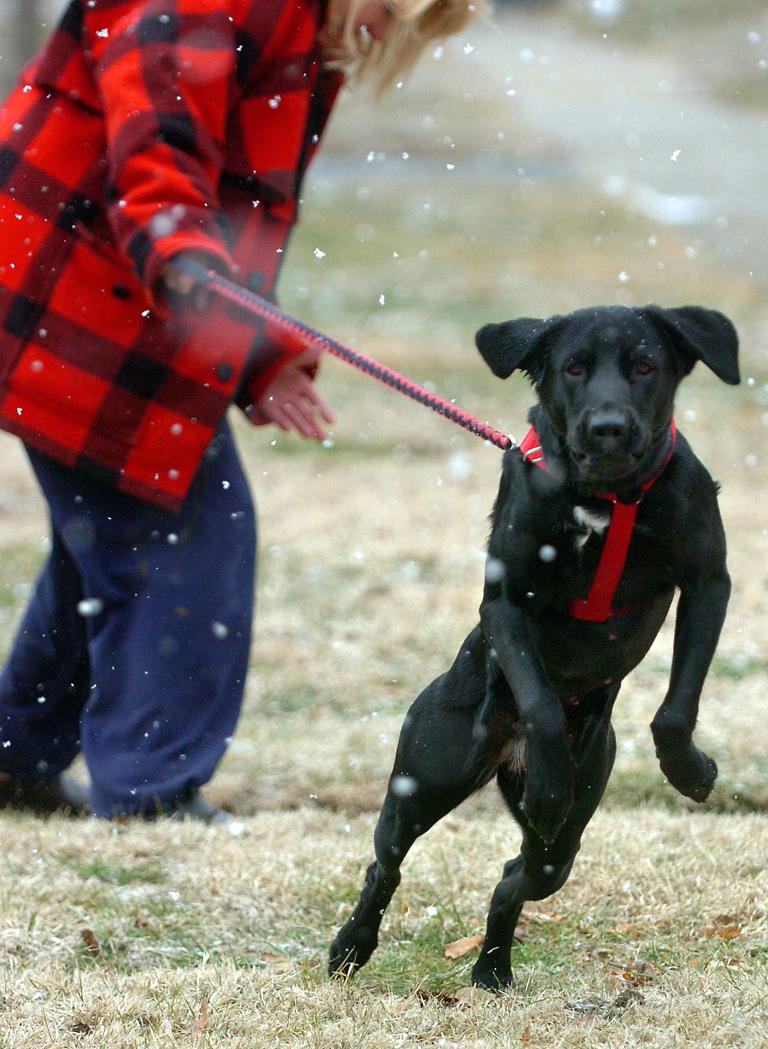 Is it legal to walk my dog off leash in Detroit? What laws say