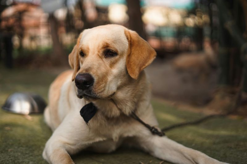 12 dogs that struggle the most when left alone