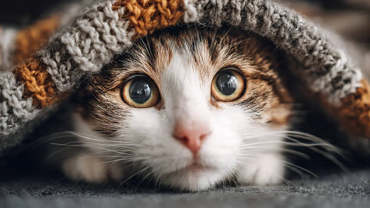 Curated visual reference: Visual Reference: How To Calm A Stressed Or Anxious Cat Using Simple